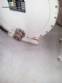 Cuchar�n de chocolate