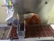 Tnel de refrigeracin de chocolate con cobrideira Pirg